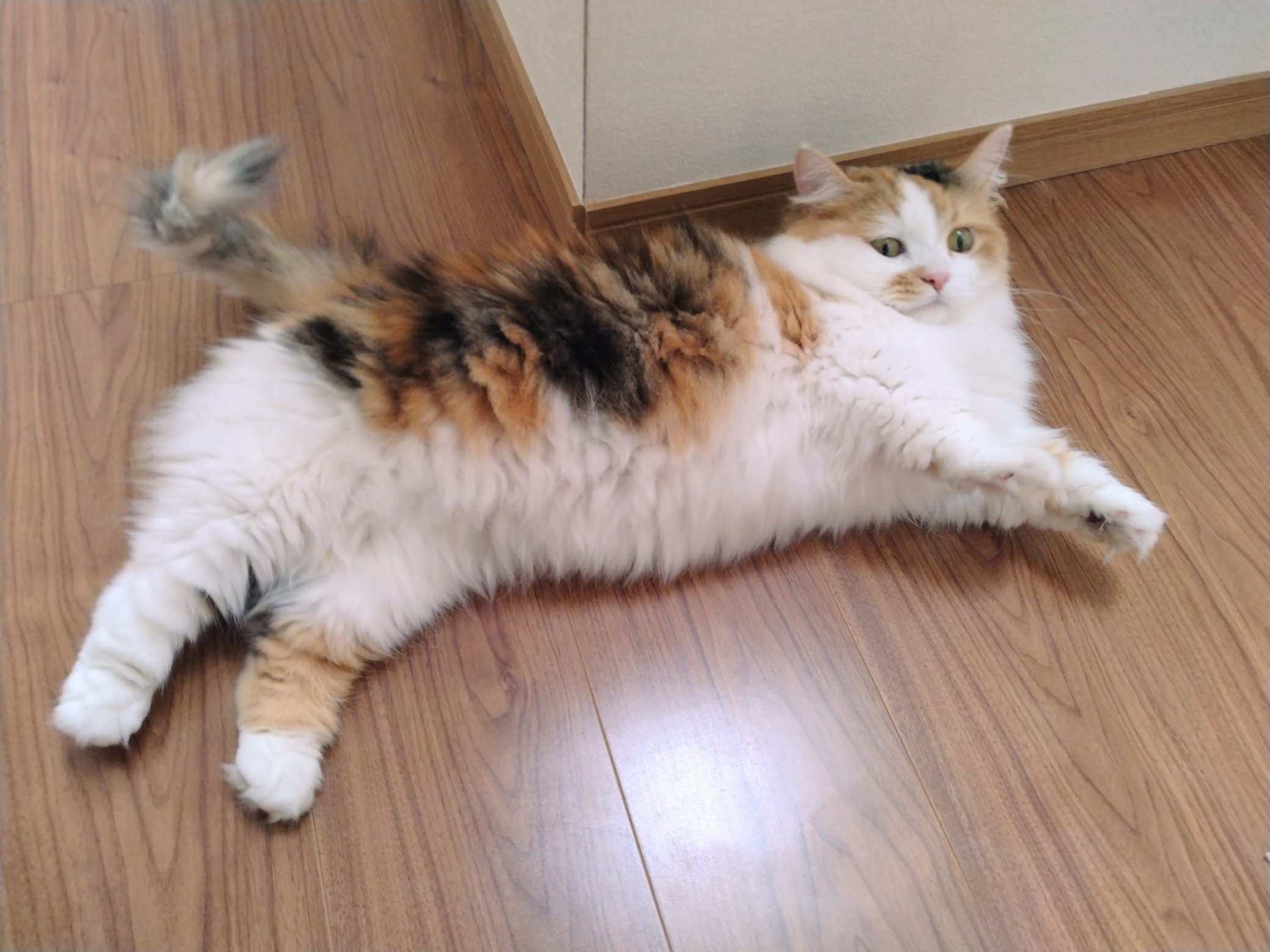nekko1127@猫飼ってます 　379 nekko1127@猫飼ってます 様専用 379 - メルカリ