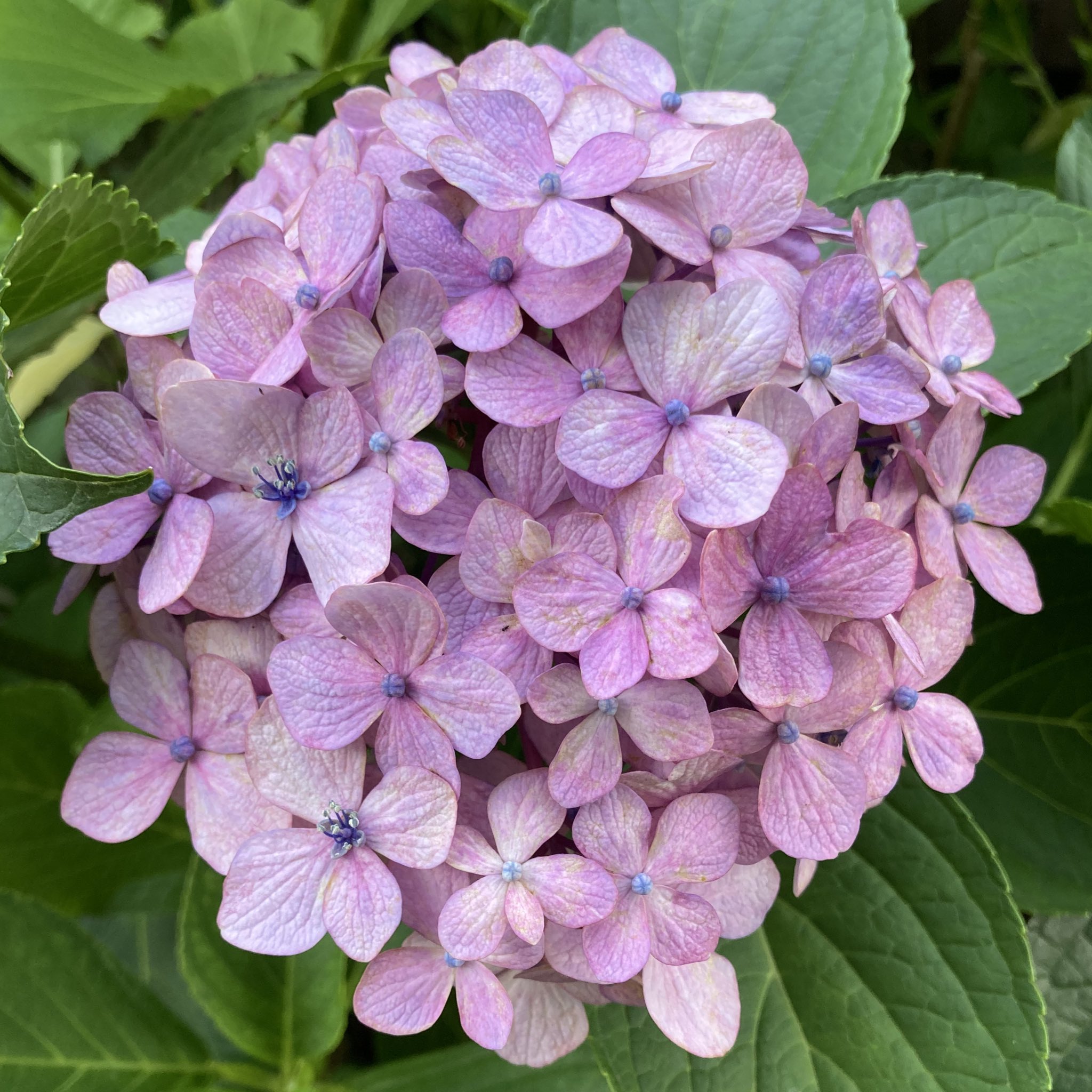 きりは🌼りい on X: 