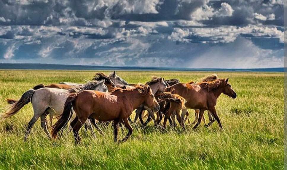 Монгол наадам эхэллээ.