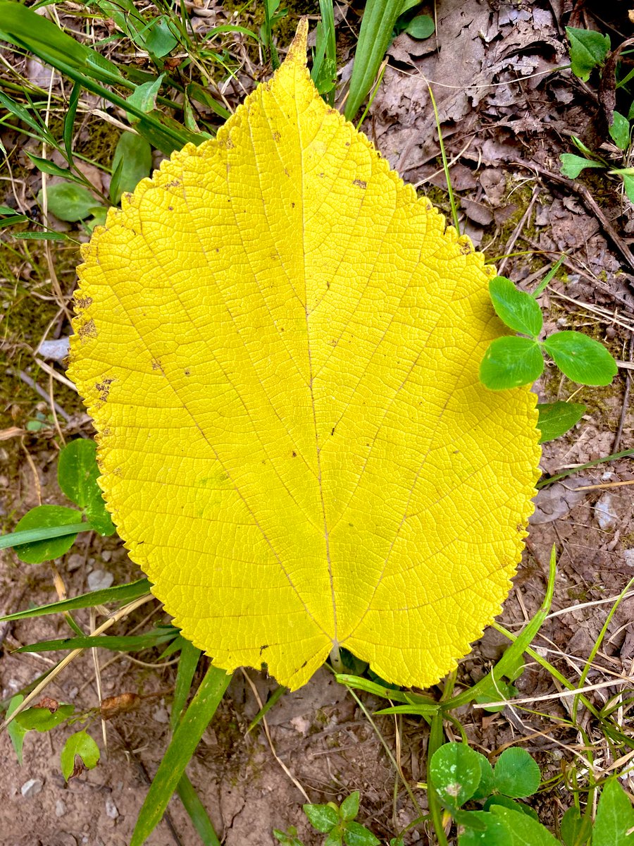 flamesrebirth's tweet image. On my walk๐ฅฐโฅ๏ธ๐๐ป๐นโจ