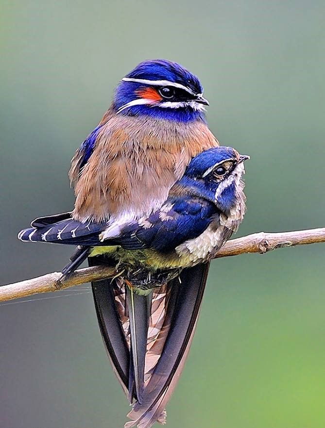 Emam1359's tweet photo. #nature
#NatureBeauty https://t.co/q4RtliT4Bc