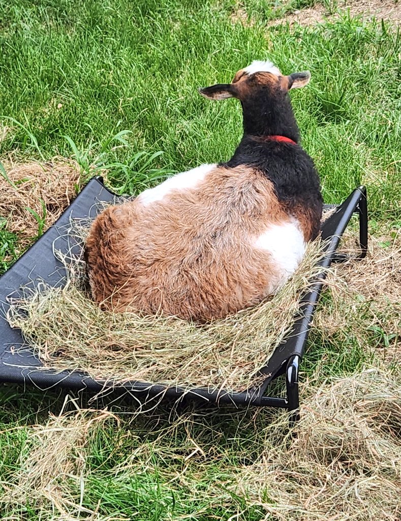 Someone sent us a bed, and we're not sure who because our neighbor accidentally opened it. But we want to say thank you to whoever it was! 🥰🥰🥰