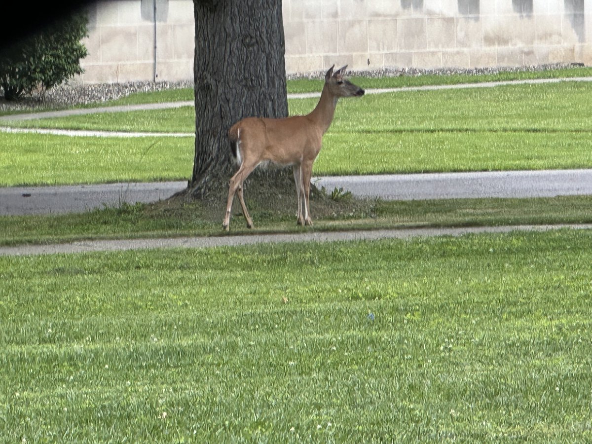 We've seen some of our summer campus residents searching for students! We aren't the only ones who can't wait for them to be back!