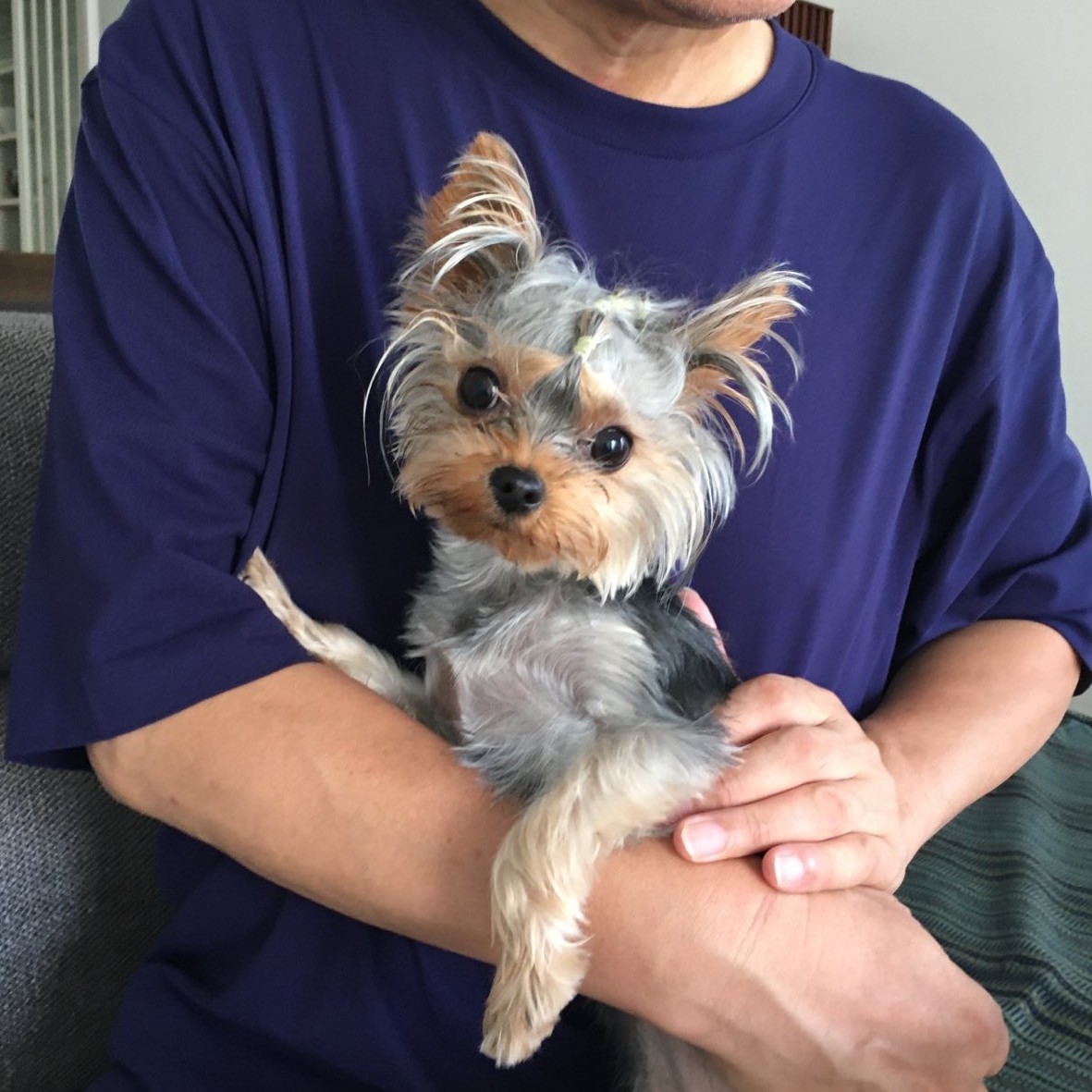 ヨークシャテリア