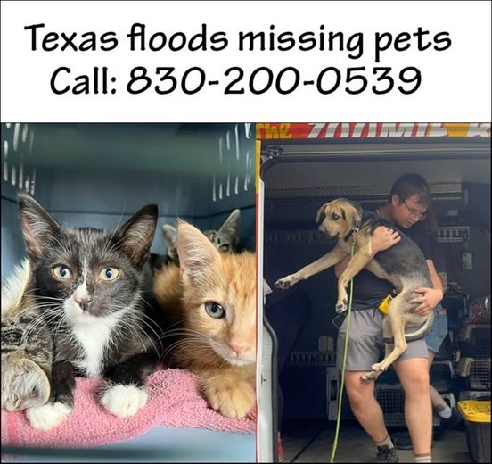 Papa Woof und Krampus und Bleaken (@woofknight) on Twitter photo 