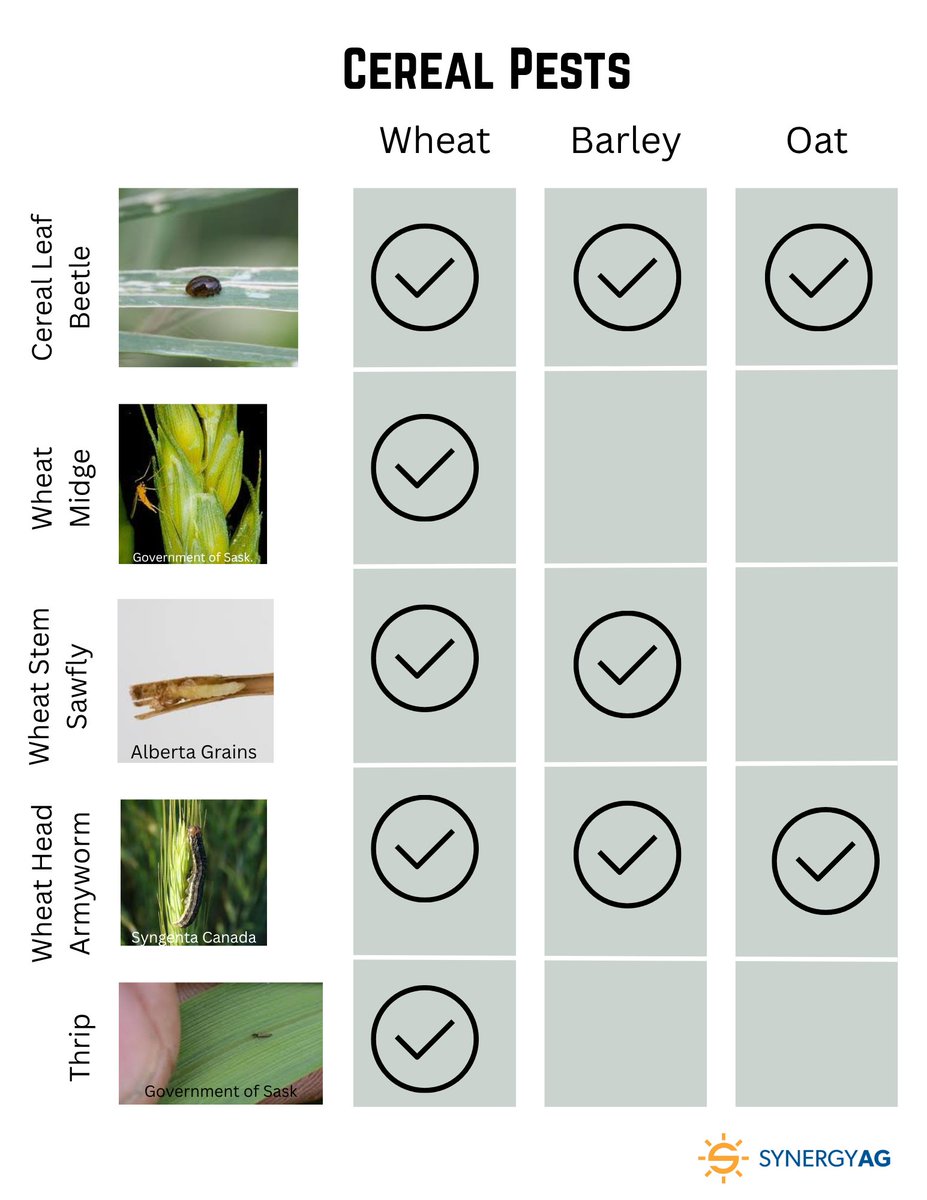 When out scouting cereal fields 🔎, knowing which insects are a pest in your crops can help make timely spraying decisions. 
For scouting tips and tricks talk to your #SynergyAg rep today!
#rootsyoucancounton #WhatsBuggingYouWednesday