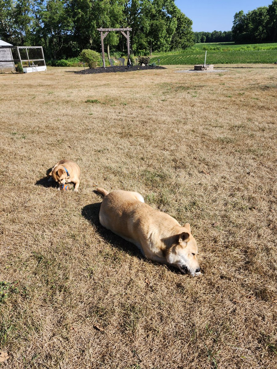 The bright side is that I'm not putting any hours on the lawnmower this summer, the downside is that sometimes I lose the dogs in the backyard. #drought25 #ontag
