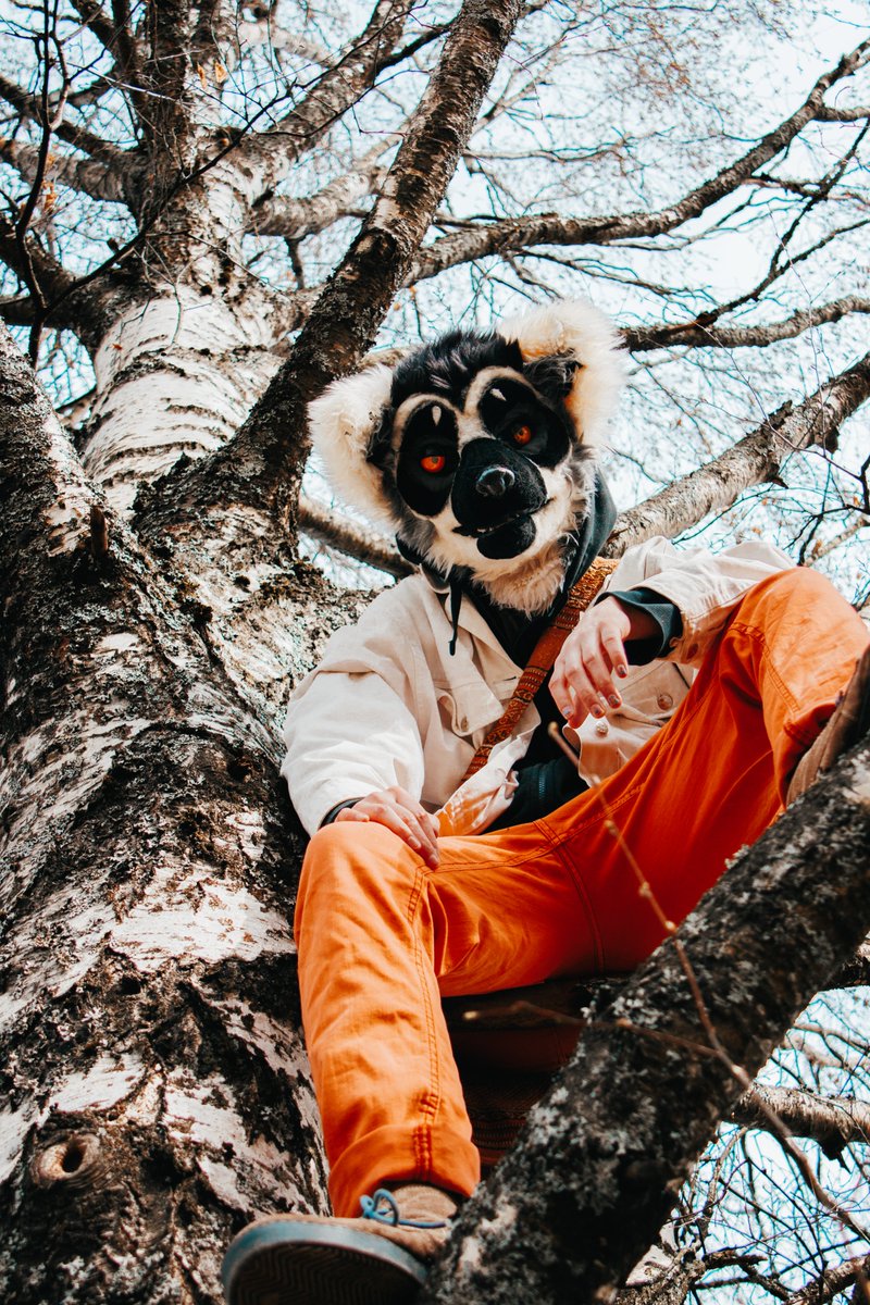 ReynardFoxy's tweet photo. Never enter a staring contest against a lemur https://t.co/avB4AJpUgR