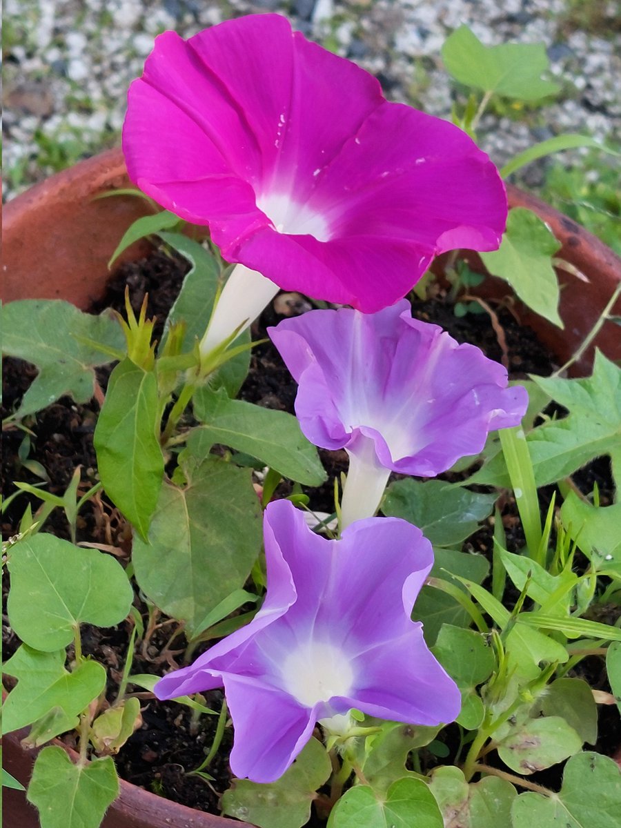 dHuHBSNDDW6QiBo's tweet image. 7/9(水)☀️おはようございます
🍀皆さま🍀
ご訪問有難うございます🥰
1ヶ月以上咲いてる撫子
元気いっぱいです
花言葉(全般)♡無邪気 純愛 他
今日も熱中症警戒アラートが
出ております🥵😵💦
屋内外関わらず
お気をつけ下さいね🧢🥤
本日も宜しくお願い致します💐😊🍀
#お花大好き