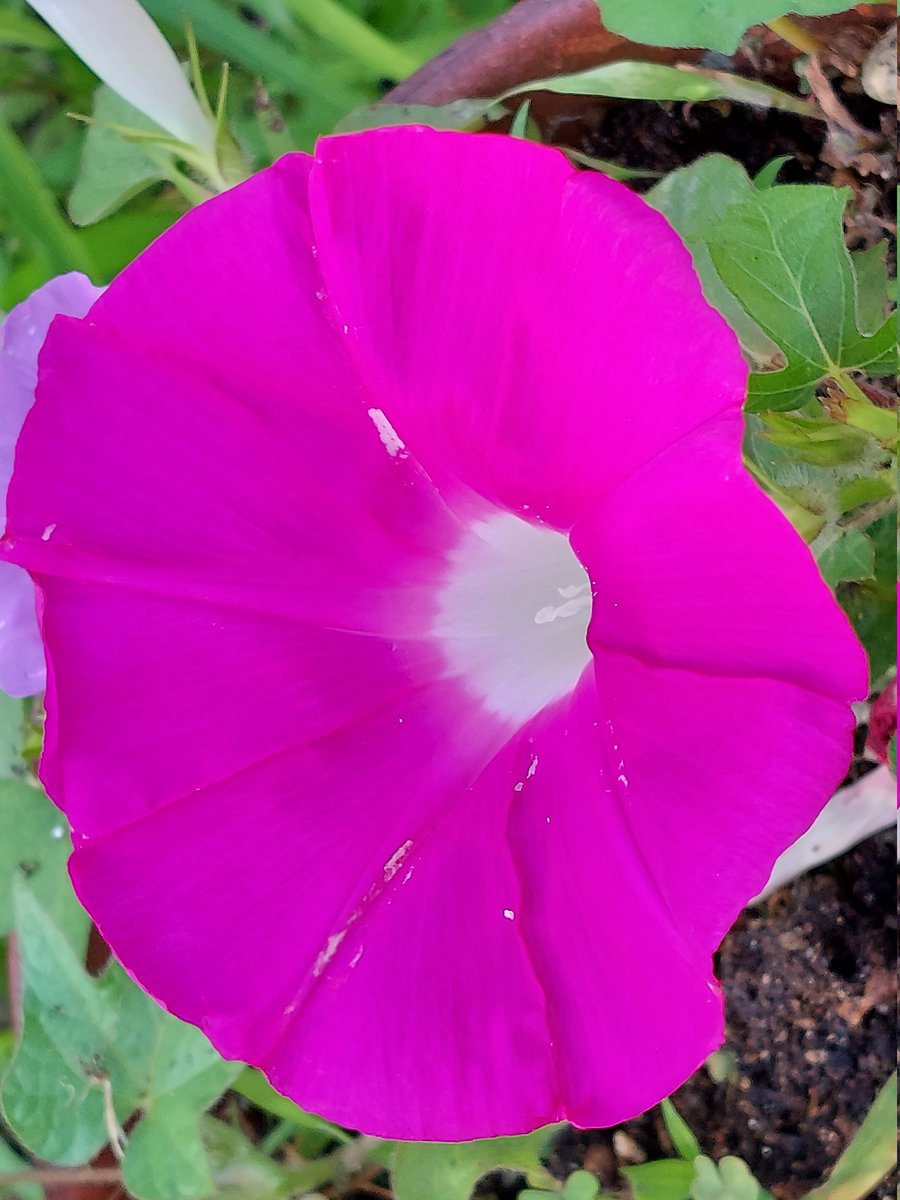 dHuHBSNDDW6QiBo's tweet image. 7/9(水)☀️おはようございます
🍀皆さま🍀
ご訪問有難うございます🥰
1ヶ月以上咲いてる撫子
元気いっぱいです
花言葉(全般)♡無邪気 純愛 他
今日も熱中症警戒アラートが
出ております🥵😵💦
屋内外関わらず
お気をつけ下さいね🧢🥤
本日も宜しくお願い致します💐😊🍀
#お花大好き