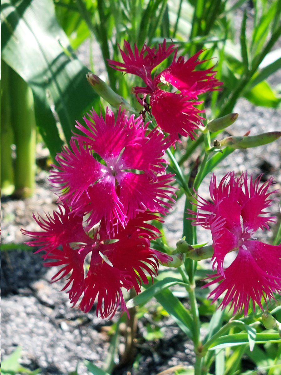 dHuHBSNDDW6QiBo's tweet image. 7/9(水)☀️おはようございます
🍀皆さま🍀
ご訪問有難うございます🥰
1ヶ月以上咲いてる撫子
元気いっぱいです
花言葉(全般)♡無邪気 純愛 他
今日も熱中症警戒アラートが
出ております🥵😵💦
屋内外関わらず
お気をつけ下さいね🧢🥤
本日も宜しくお願い致します💐😊🍀
#お花大好き