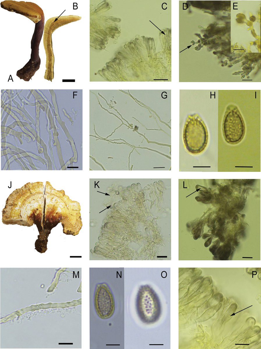 The Ganoderma curtisii lineage (Basidiomycota, Polyporaceae) in the Neotropics: Ganoderma mexicurtisii sp. nov. from pine-oak forests in Mexico doi.org/10.3897/imafun… via @IMA_Fungus