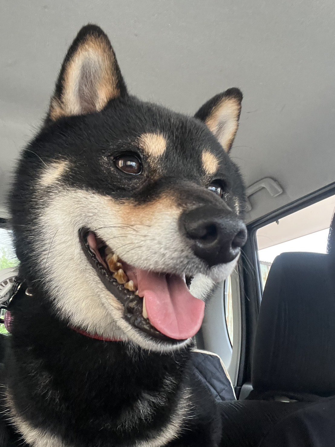 黒柴🐶蒼紫 on X: 