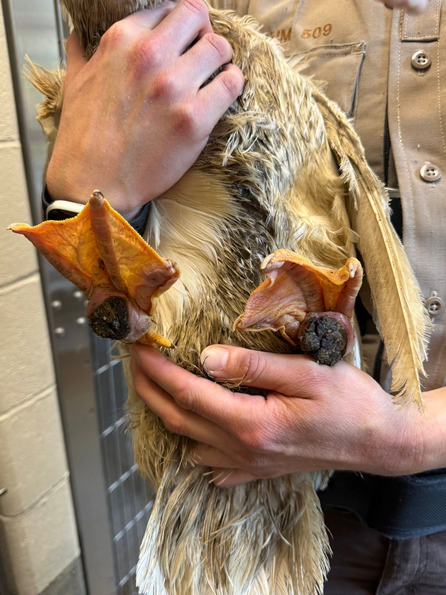 RileyFarmRescue's tweet image. 💔 Meet Ollie – A Survivor in Need 💔
Once confined to a dark, rat-infested shed with no clean water to drink or bathe in, Ollie the Pekin duck endured heartbreaking neglect.
Ollie deserves a soft landing.
🩵We think we can help Ollie.
givebutter.com/HelpOllie