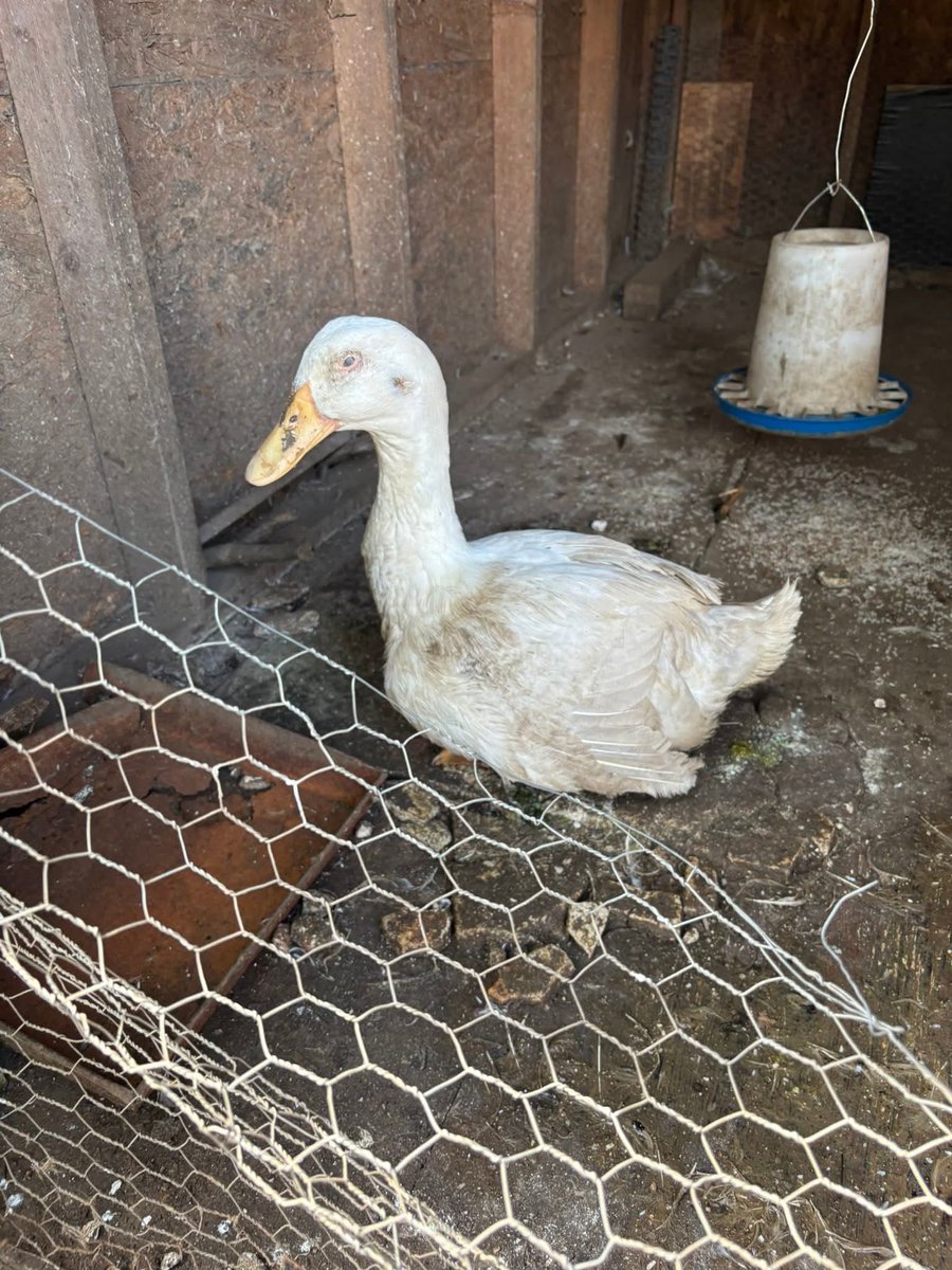 RileyFarmRescue's tweet image. 💔 Meet Ollie – A Survivor in Need 💔
Once confined to a dark, rat-infested shed with no clean water to drink or bathe in, Ollie the Pekin duck endured heartbreaking neglect.
Ollie deserves a soft landing.
🩵We think we can help Ollie.
givebutter.com/HelpOllie