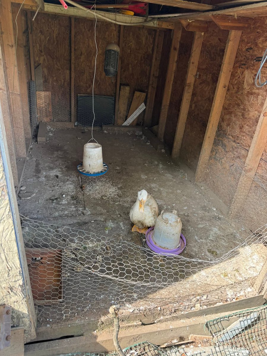 RileyFarmRescue's tweet image. 💔 Meet Ollie – A Survivor in Need 💔
Once confined to a dark, rat-infested shed with no clean water to drink or bathe in, Ollie the Pekin duck endured heartbreaking neglect.
Ollie deserves a soft landing.
🩵We think we can help Ollie.
givebutter.com/HelpOllie