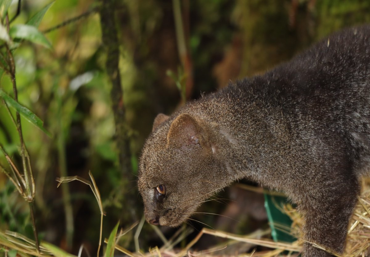 leyton_javier's tweet photo. La @CAMHUILA logró la liberación de dos tigrillos y dos pumas yaguarundí, rescatados y rehabilitados en el Hogar de Paso de Fauna Silvestre en #Pitalito #Huila https://t.co/tLyDhrDqoe