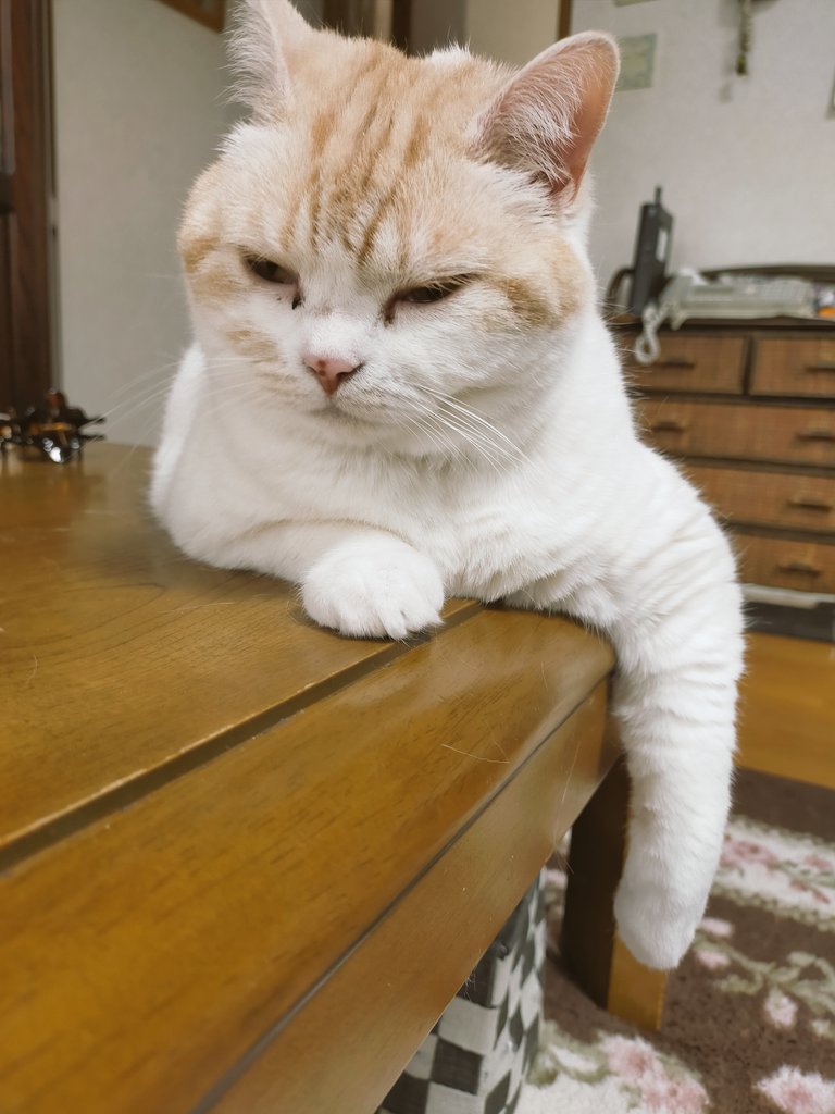 まさまさ(猫) on X: 
