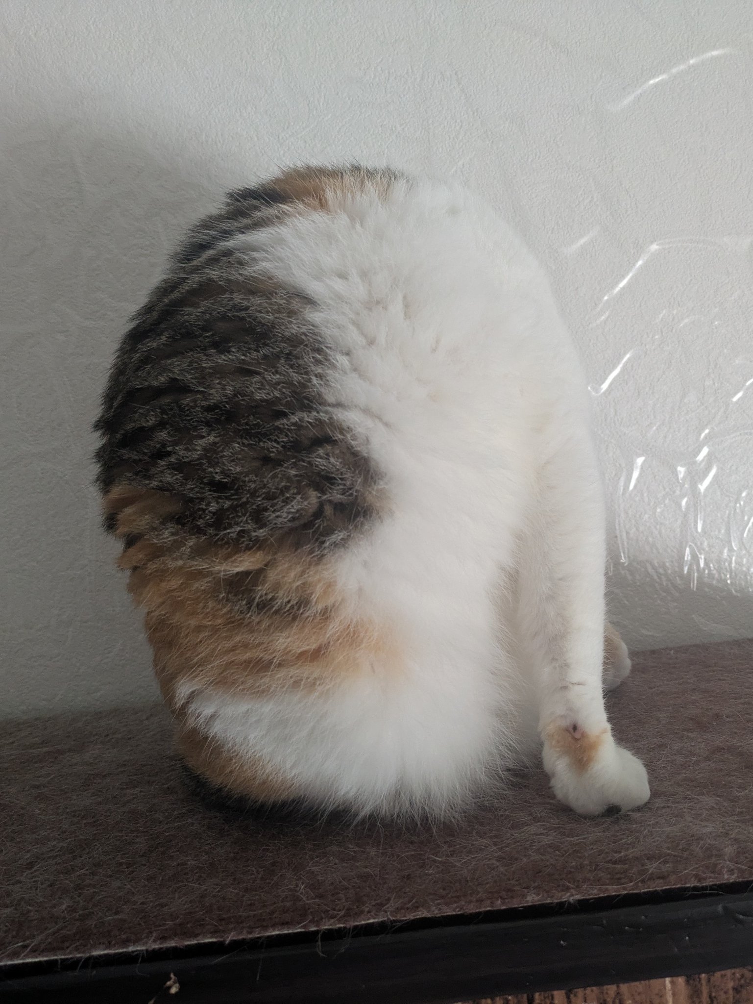三美お嬢様はお猫様 on X: 