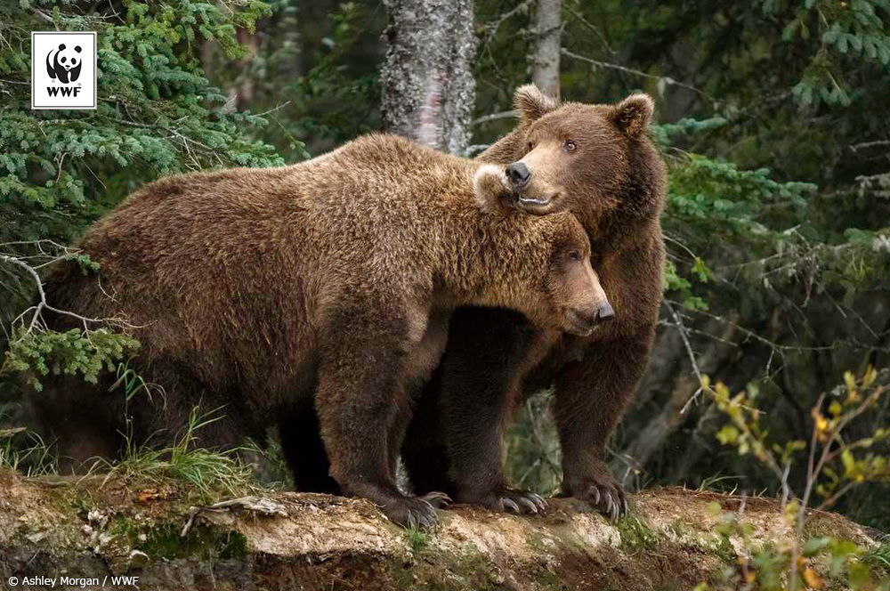 📷今日の一枚 
🐼WWFについて👉wwf.or.jp/aboutwwf/welco…