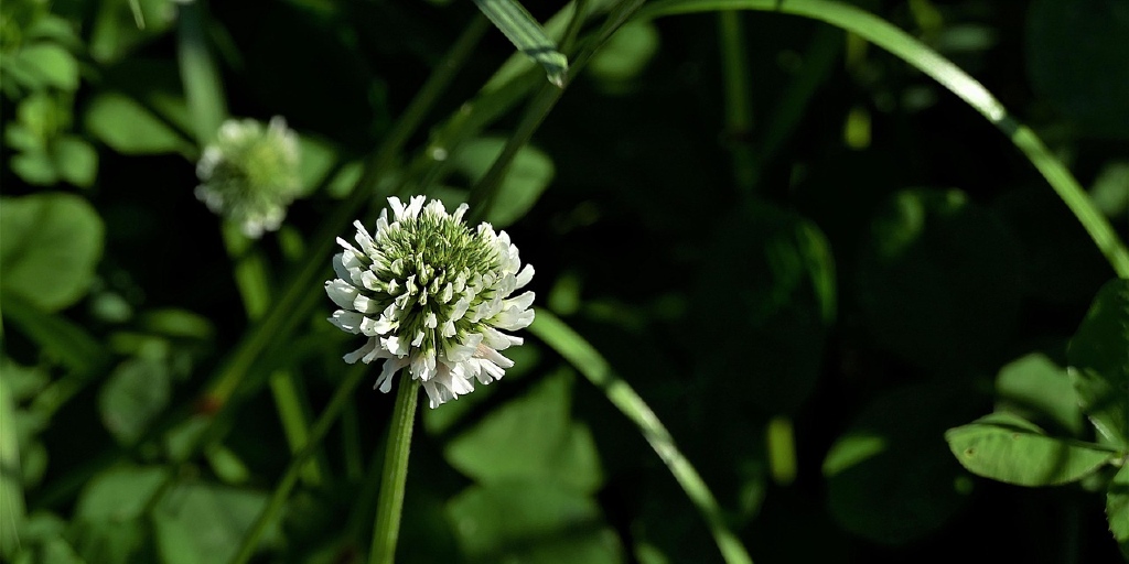 Monash_Science's tweet image. New study in Nature Ecology & Evolution reveals how white clover evolves rapidly across continents via large chromosomal changes.
Led by Dr Paul Battlay, @MonashBiol @shaky_dingo + @njkooyers @evoecolab & Brandon Hendrickson.
Read more: monash.edu/science/news-e…
#MonashScience