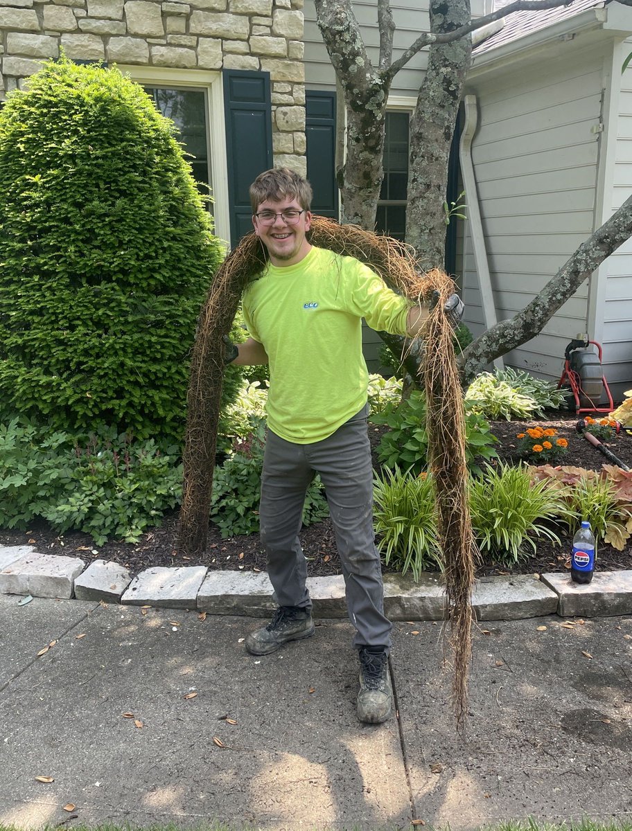 All the rain we've had this summer has really helped those tree roots grow and invade your downspout drains and sewer lines! 🤯🪾⛈️