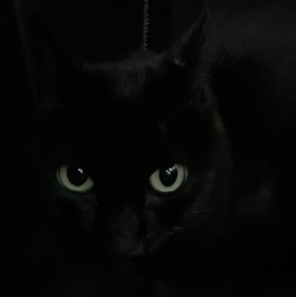 arca20220921's tweet image. 暗闇で本領発揮　かっけーな！