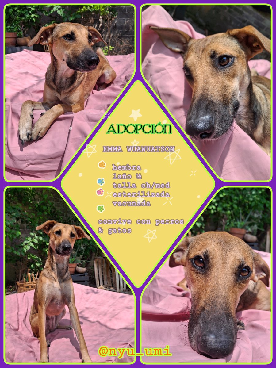 🌻Emma Wuawuatson sigue en adopción!!🌻
#CDMX #México #AdopciónResponsable