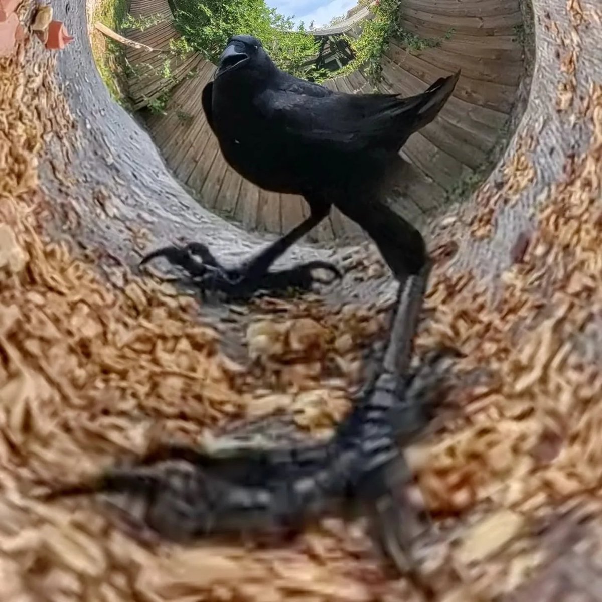 eraserheadkid's tweet image. Tokoyami and dark shadow