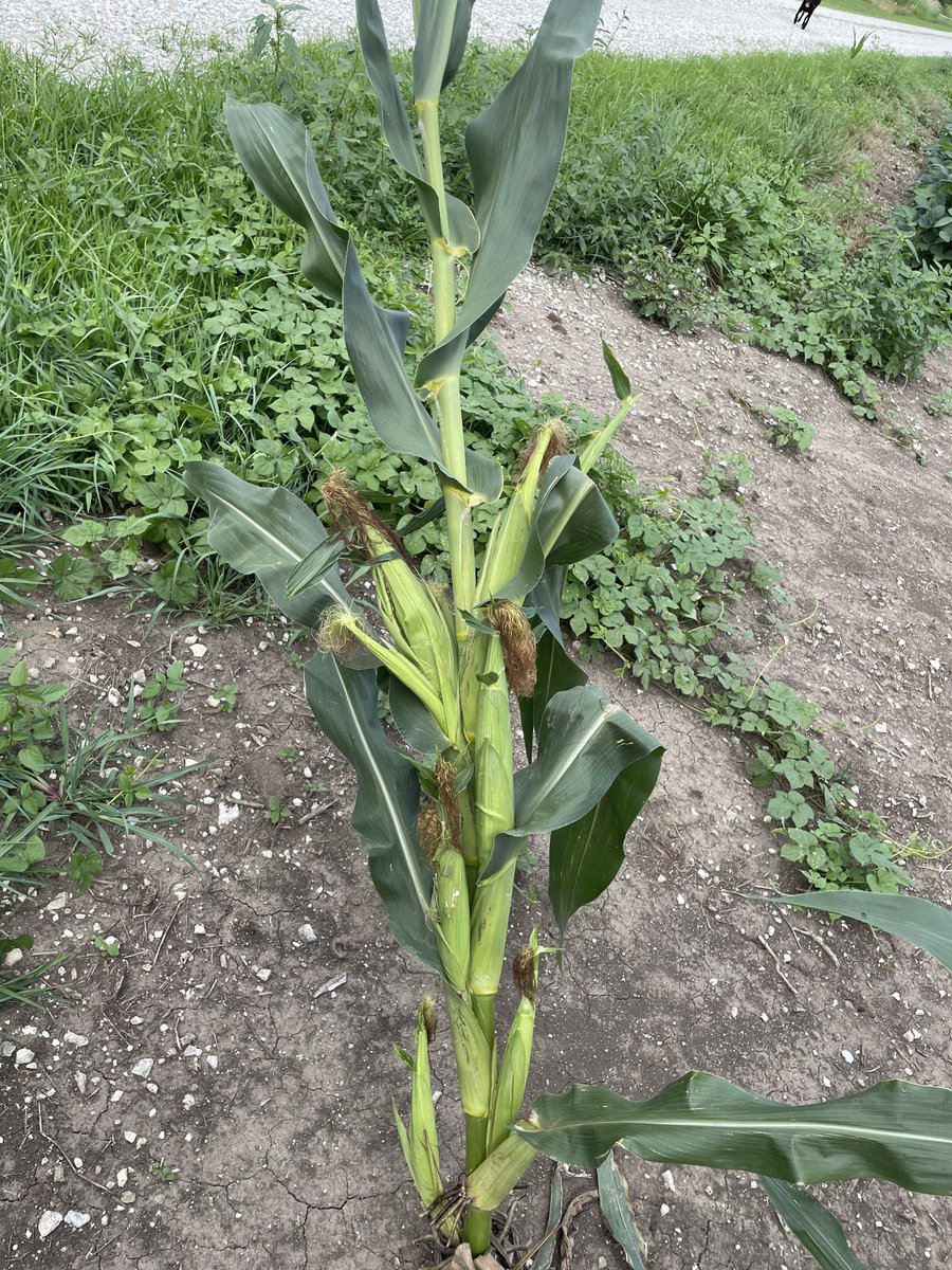 TMZ has obtained leaked photo of single plant responsible for 187 yield projection