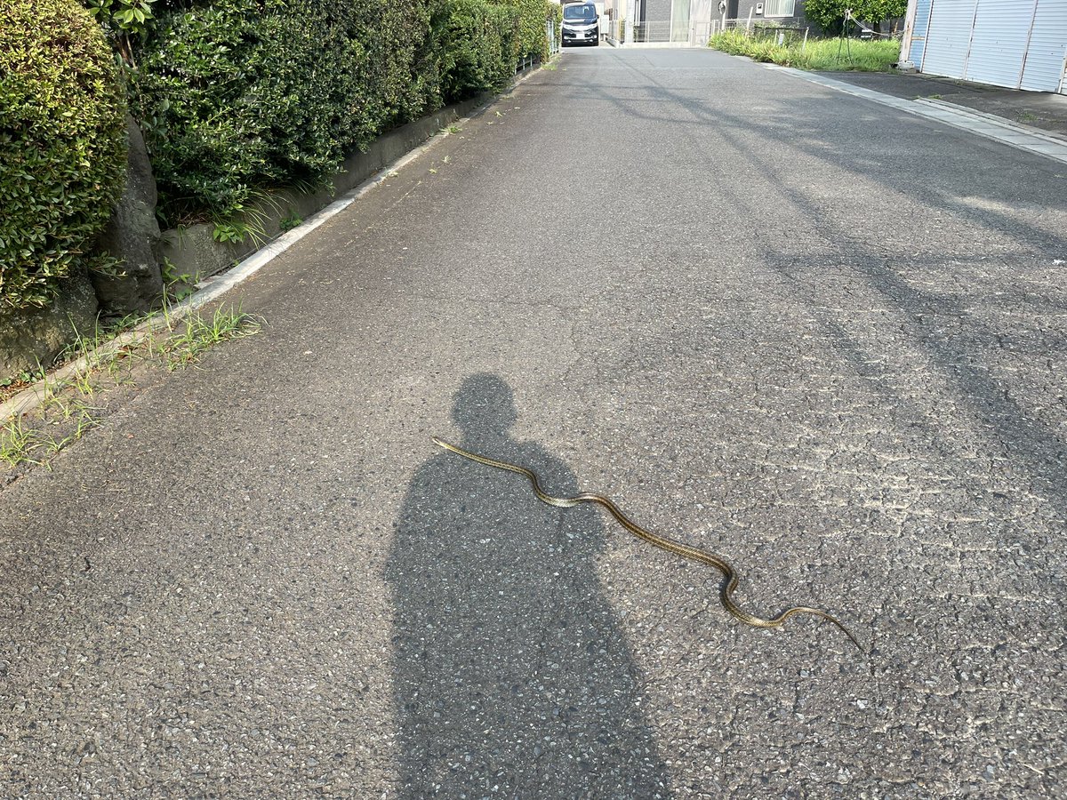 stonepineprime's tweet image. Road block this morning near my house.