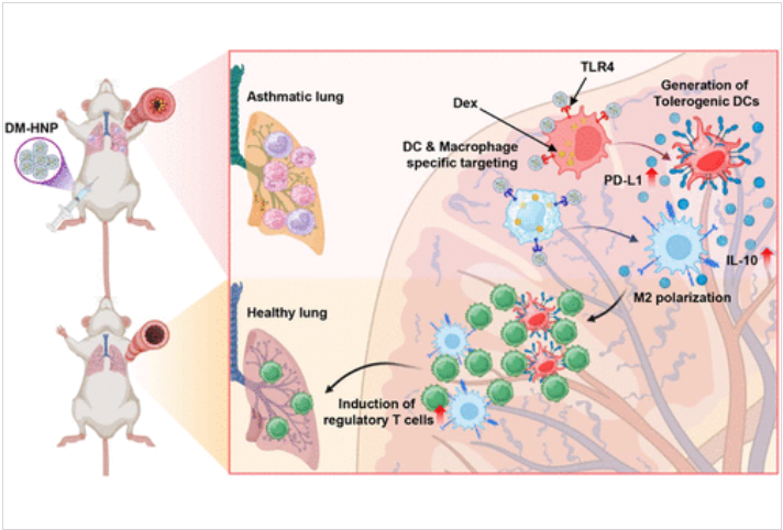 Researchers at the University of Ulsan designed hybrid #nanoparticles containing #dexamethasone and monophosphoryl lipid A, which targeted dendritic cells and macrophages in a mouse model of #asthma.

📑 <a href="/acsnano/">ACS Nano</a> - bit.ly/4lhxwz5