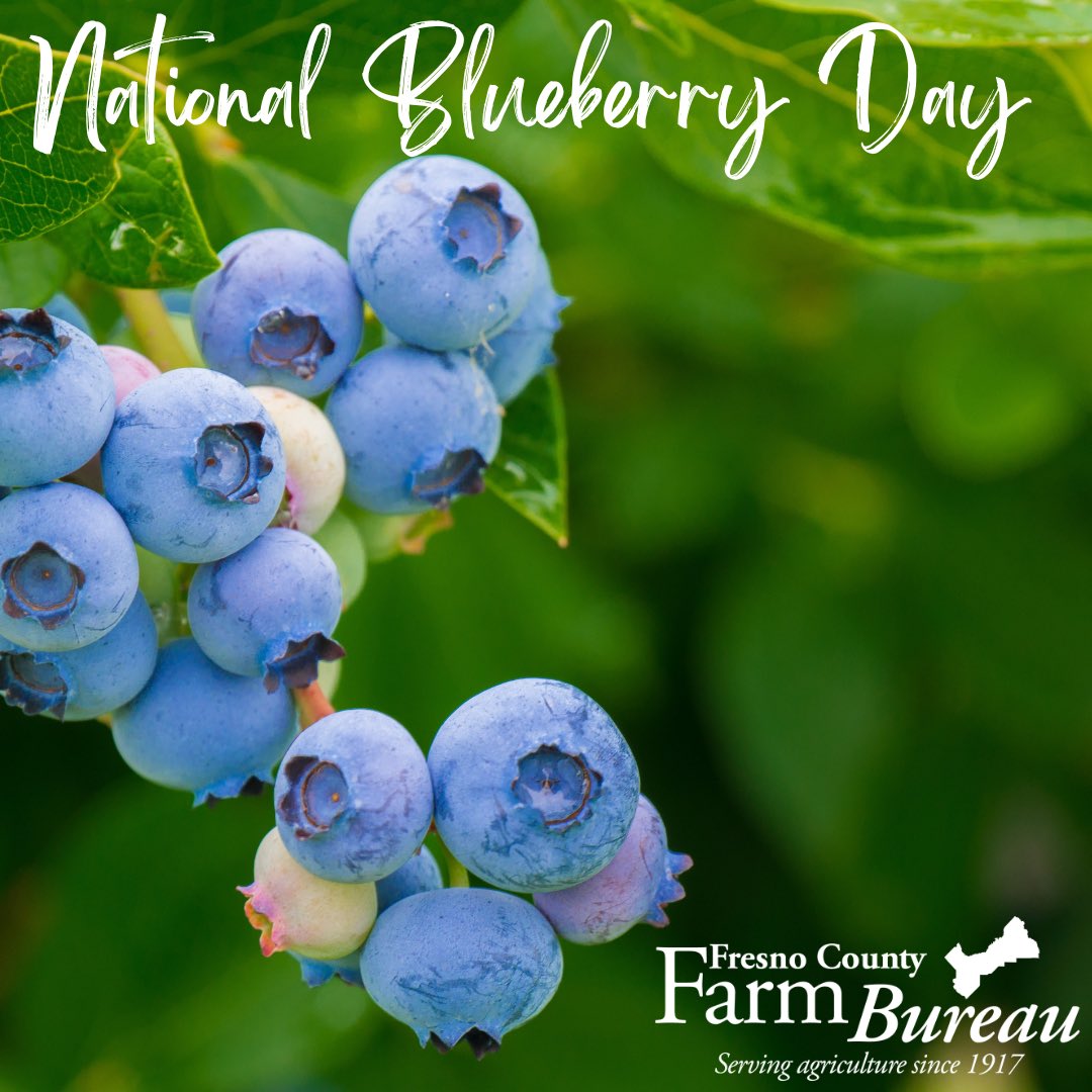 fcfb_ag's tweet photo. Feeling a bit blue…it’s #NationalBlueberryDay! 🫐 Did you know #California is in the top five of blueberry production states?
A big thank you to our local farmers who help make this sweet, nutritious fruit possible!
#FCFB #CAGrown #CAAG https://t.co/XVeZ12Cclo