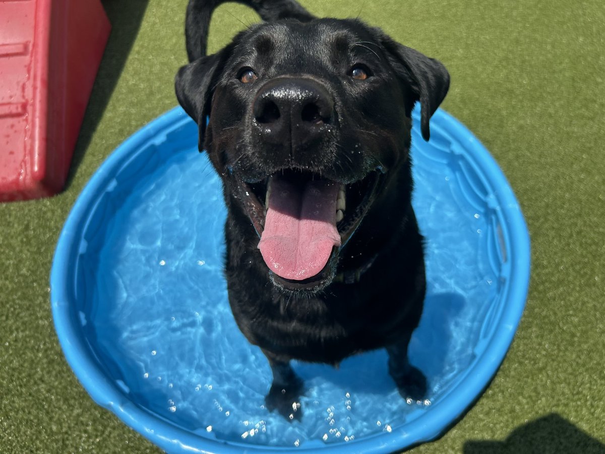 Fletcher is having a blast at camp today and loving the little pool! #bestboy #SummerVibes