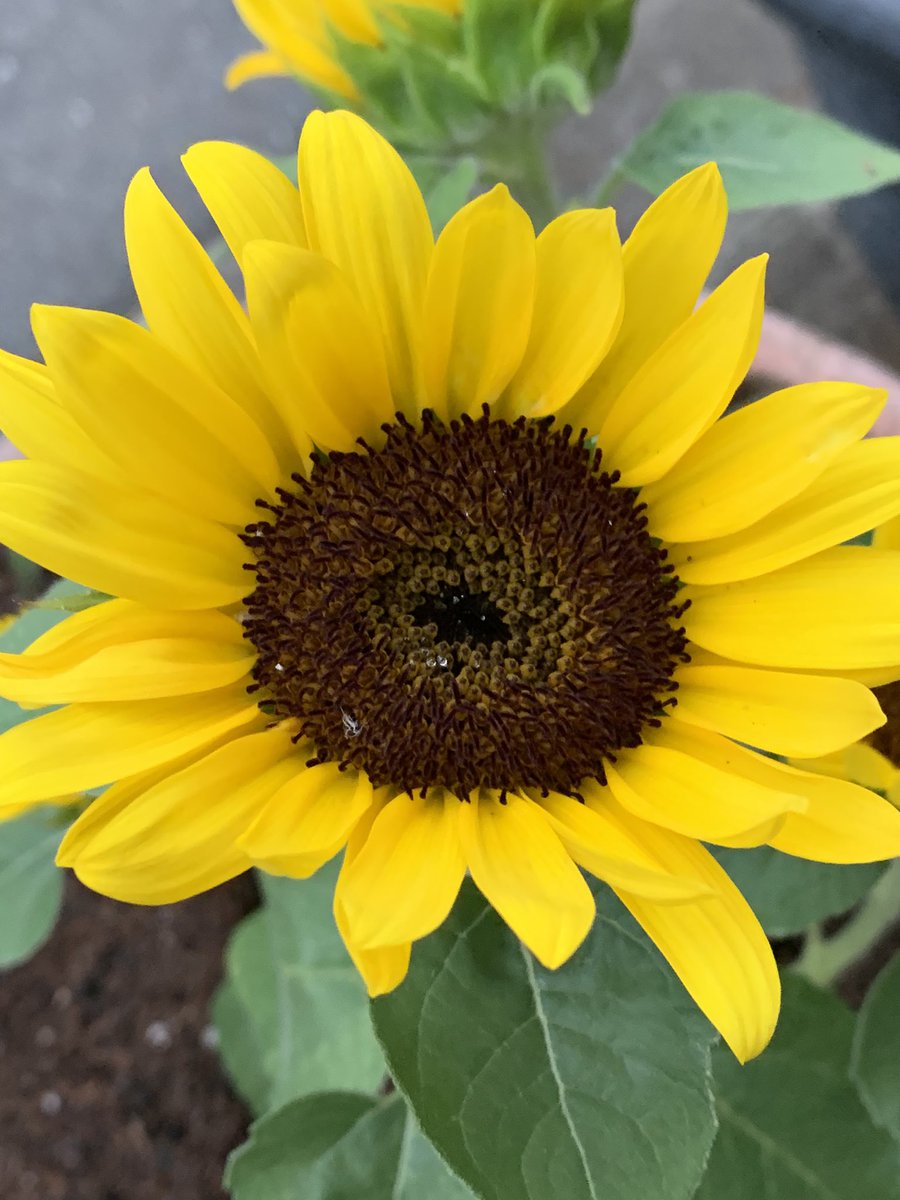 M46amrita's tweet image. 路地裏の玄関先にて。小さくあっても、鉢植えであっても、この花は真夏の定番。いのちのかがやき。カルペディエム、今日も美しき一日でありますように。