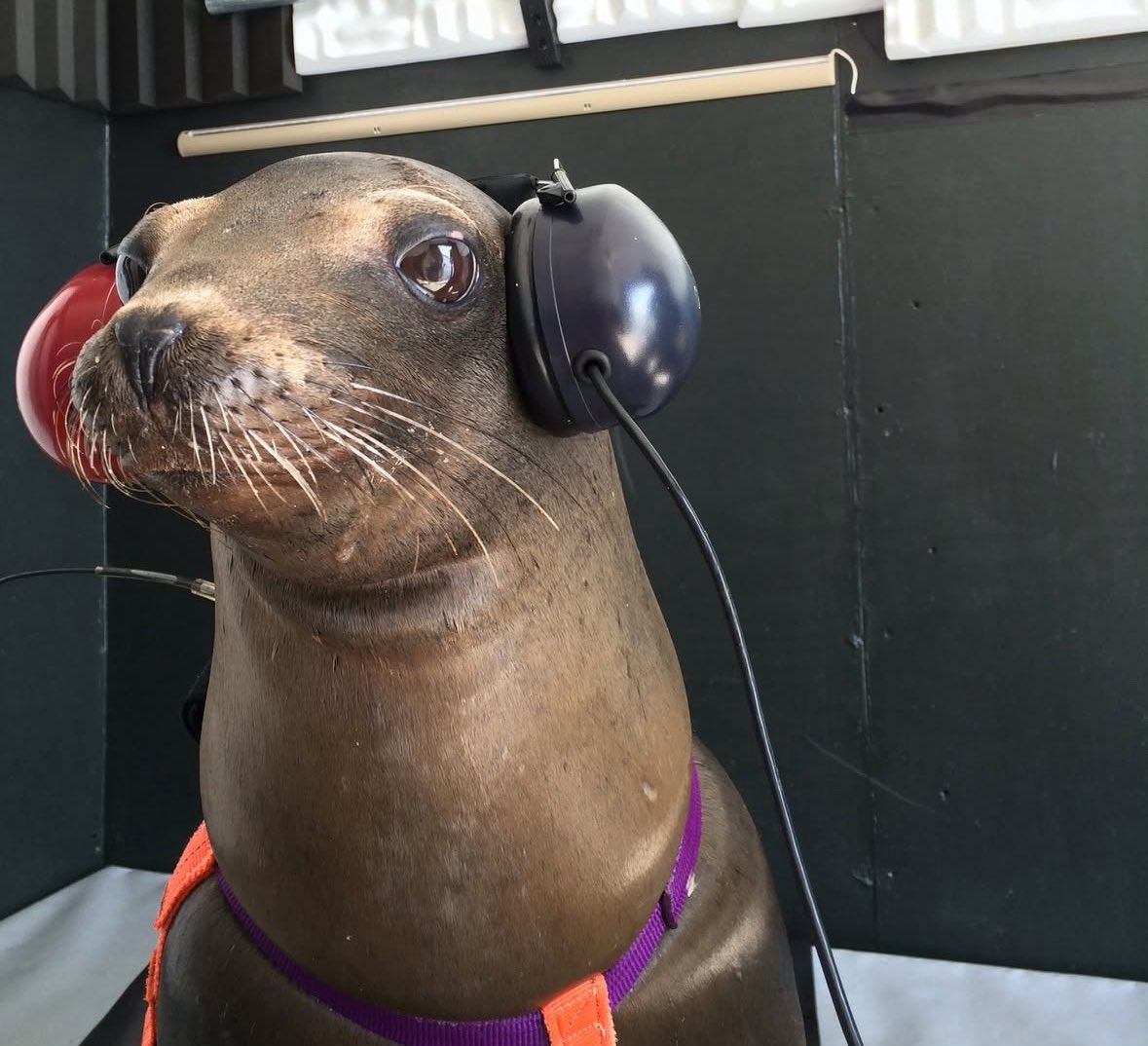 Forcing this sea lion to listen to 10 hours of benson Boone brazillian phonk… I’m just too evil😈😈😈