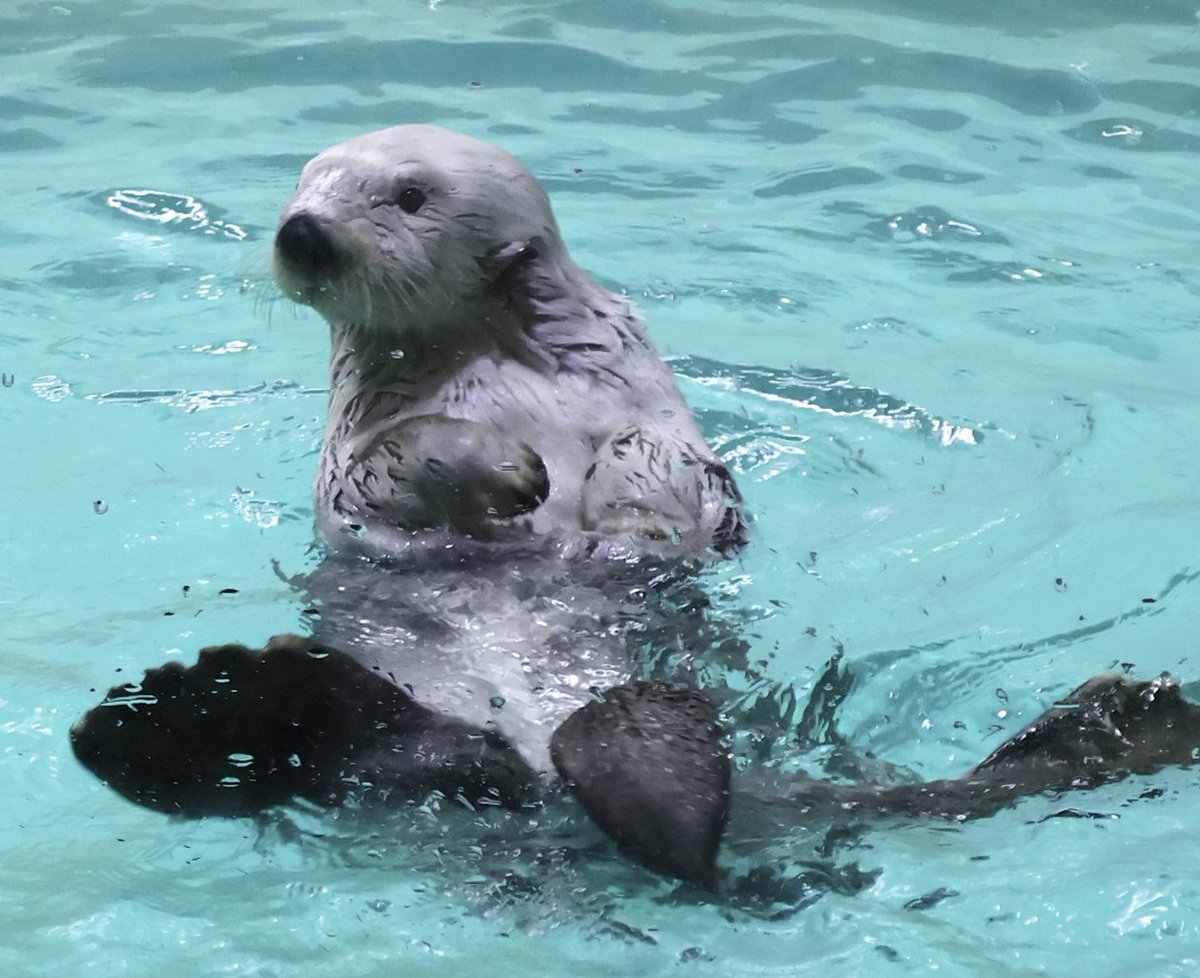 mimimi33chan's tweet image. メイちゃんを見て涼しさを感じましょラッコ🦦ꕀ
 #鳥羽水族館  #メイちゃん