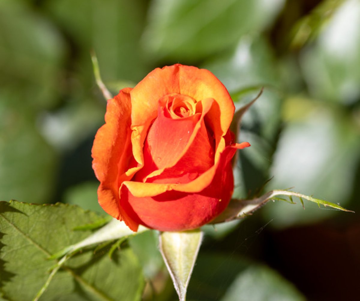pmj_photos's tweet image. Rosa ‘Remember Me’. Glowing with love, loss and memory. A rose that says it all. 🌹
#HybridTea #RememberMe #RoseWednesday #ThePhotoHour #Rosa @rosesukroses
