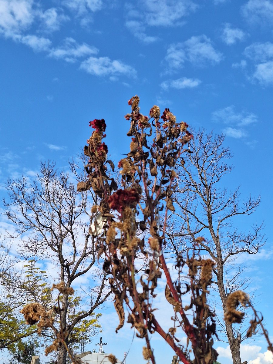 Los cementerios latinoamericanos tienen cierta belleza, ¿a que no?.