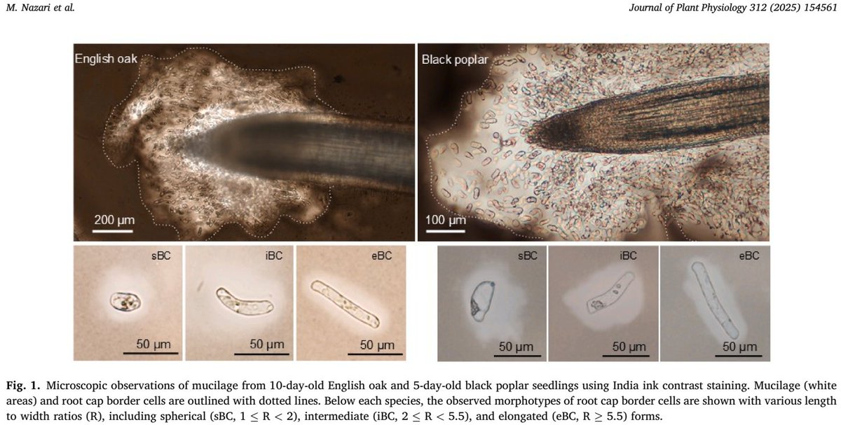 ykuzyakov's tweet image. 💥NEW in J of Plant Physiology 🌳
Biochemical composition and microbial interactions of English oak and black poplar root mucilage
doi.org/10.1016/j.jplp…
Lead by @MeisamNazari91
50-day Free: authors.elsevier.com/c/1lOwke3VP2gxV
#soil #Roots #rhizosphere #carbon #forest
