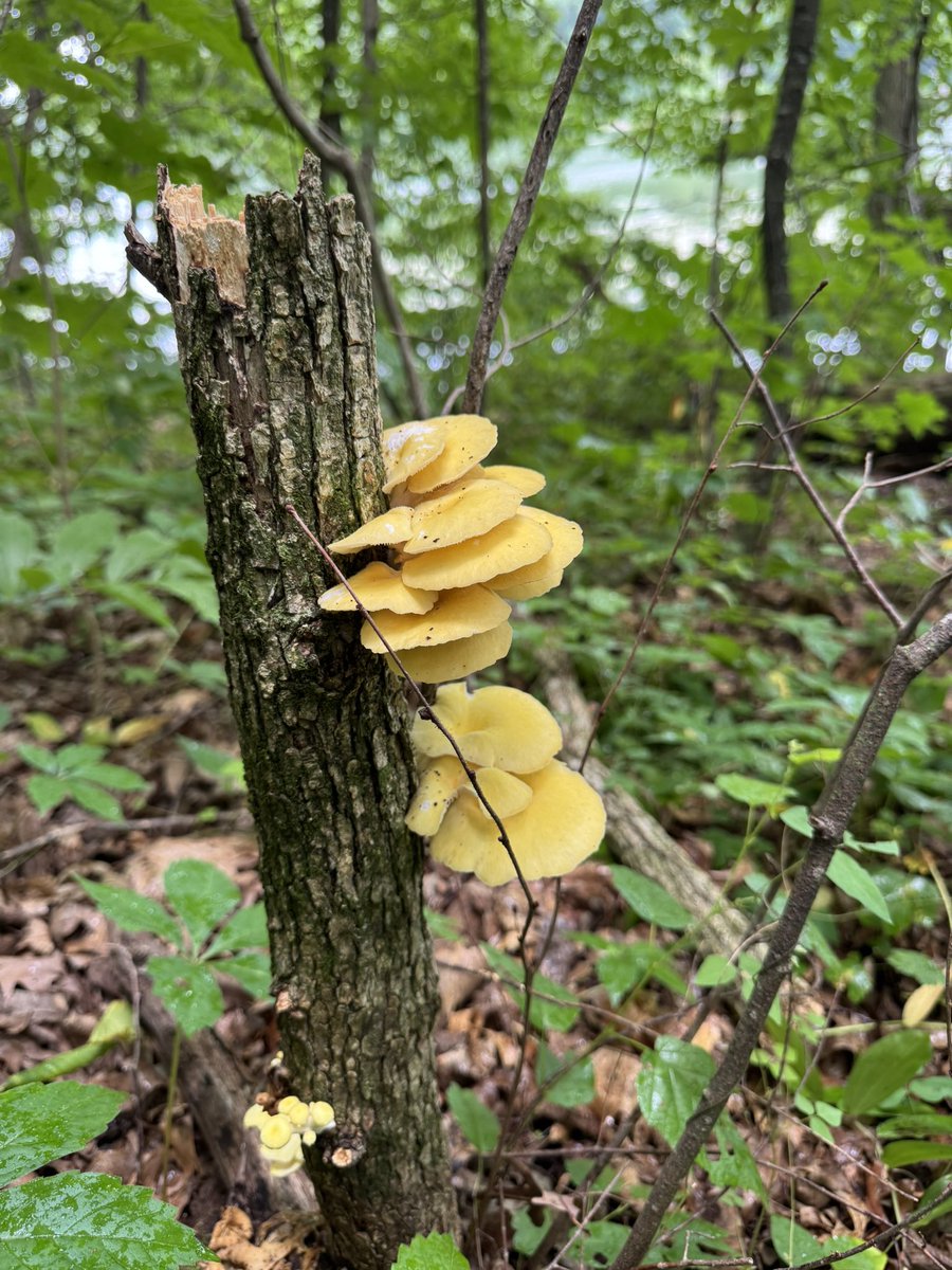 BisonBeanDoc's tweet image. While hiking in Wisconsin last weekend we got a great show of mushroom diversity