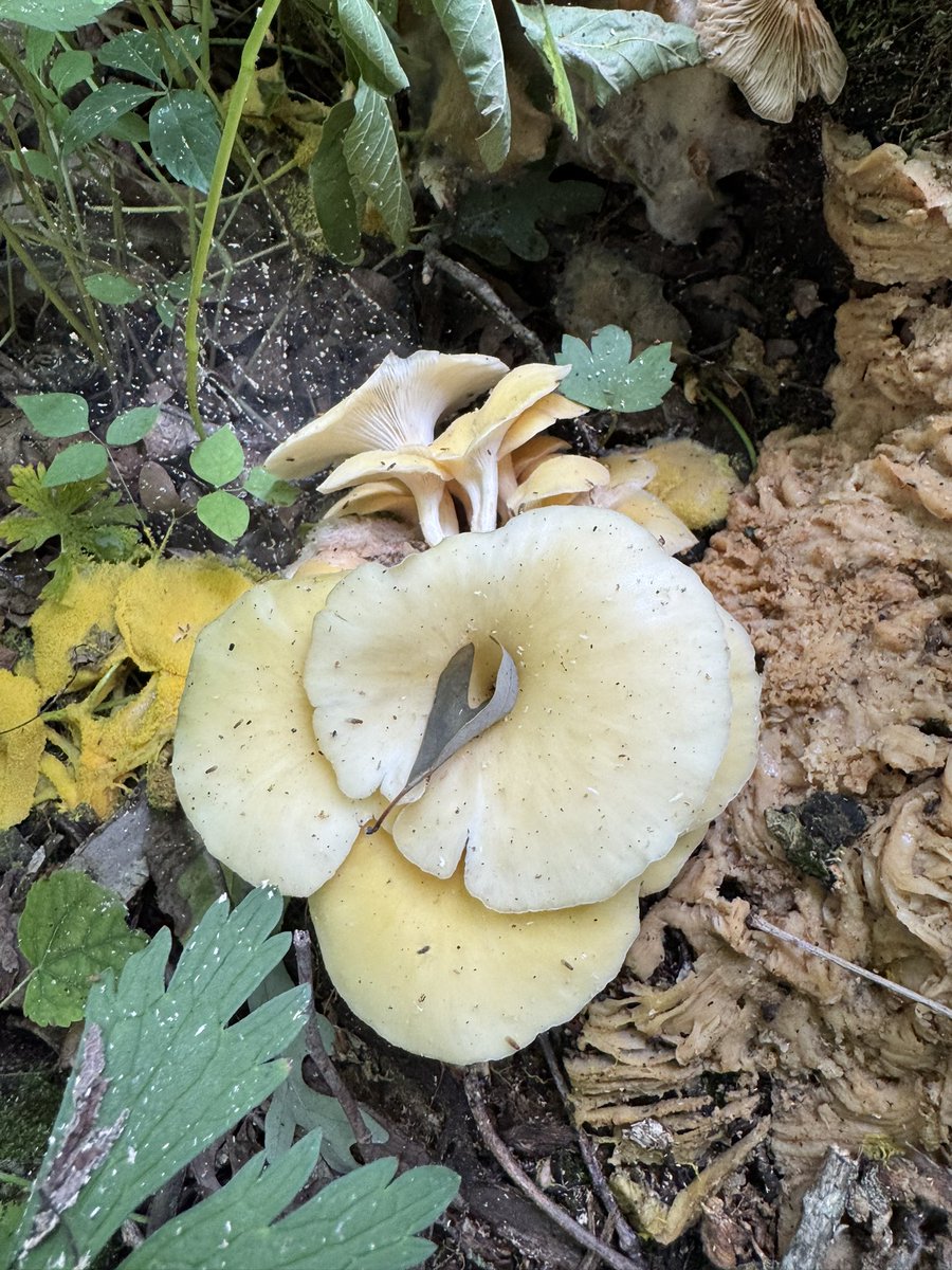 BisonBeanDoc's tweet image. While hiking in Wisconsin last weekend we got a great show of mushroom diversity