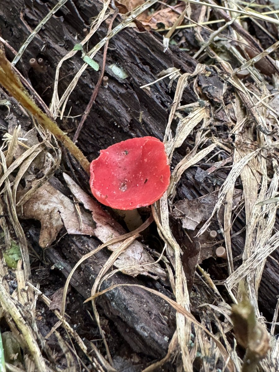 BisonBeanDoc's tweet image. While hiking in Wisconsin last weekend we got a great show of mushroom diversity
