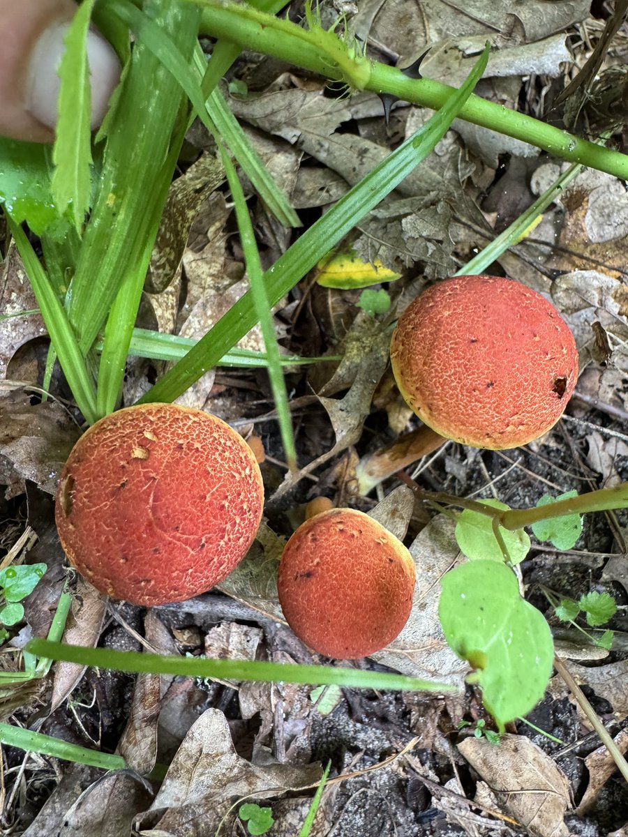 BisonBeanDoc's tweet image. While hiking in Wisconsin last weekend we got a great show of mushroom diversity