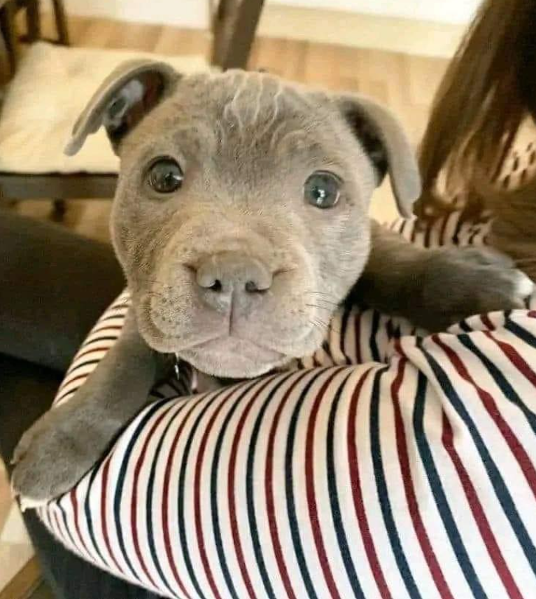 My mom said I'm good boy. But so far nobody has loved my picture 😢💔