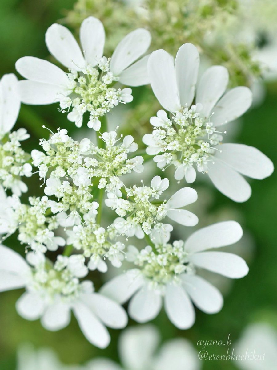 erenbkuchiku1's tweet photo. オルレア
(Orlaya grandiflora)

ホワイトレースとも呼ばれる繊細な花です https://t.co/IPQ5Jvke5U