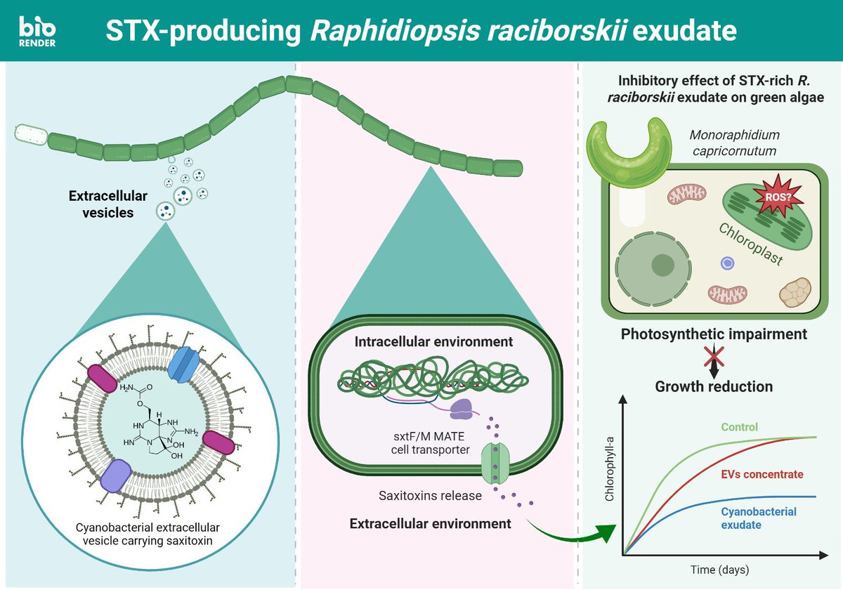 IamMauroVilar's tweet photo. 🚨 In our new #preprint we investigated the #extracellularvesicles of the #cyanobacterium Raphidiopsis raciborskii, first reported #saxitoxins released into its EVs and whether they contribute to R. raciborskii #allelopathy on phytoplankton.

More in: https://t.co/4ubzRvANlS https://t.co/nOL4Oh5swQ