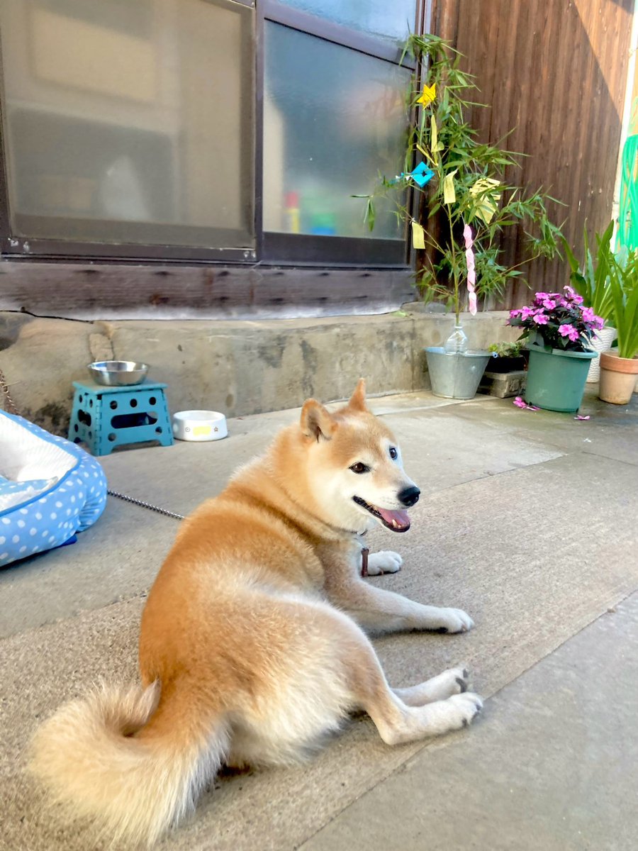 おはようさん
朝さんぽ行って朝ごはん食べてひと休みしてる今の犬みて今日も一日なんとか