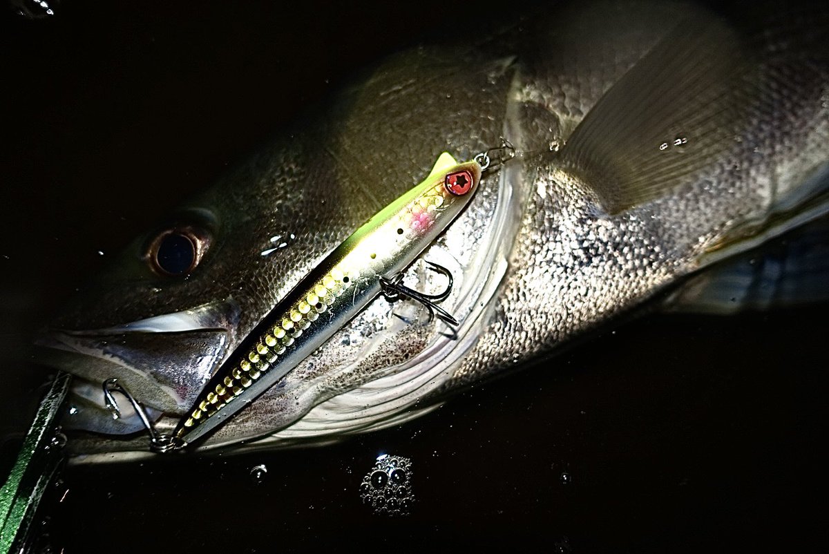 いよいよ明日10日発売となります☺️
【REGALIA100 LT】

よりシャローを、よりスローに従来のREGALIAとサイズ感はそのままに🔥

オープンエリア、川、シャロー帯。
どんどん投入してみて下さい😎
#pr