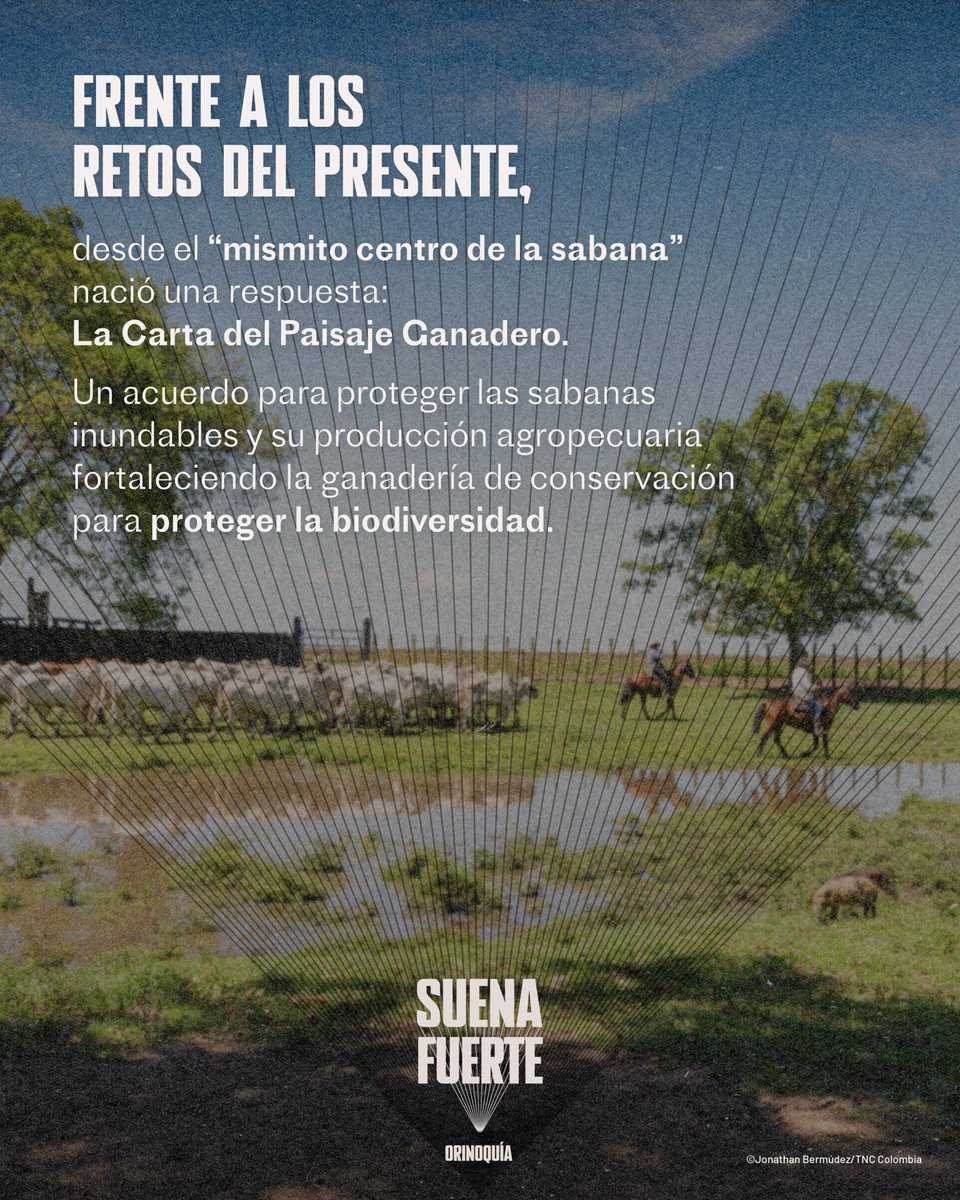 🐄 En Paz de Ariporo, conservar no es dejar de producir.

Ganaderos y ganaderas están restaurando sabanas, protegiendo el agua y dándole un nuevo sentido a la ganadería.